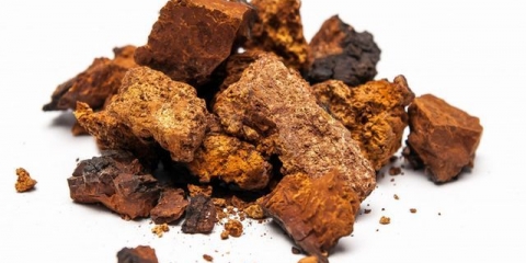 Detaljne upute kako pravilno sakupljati i sušiti čagu kod kuće